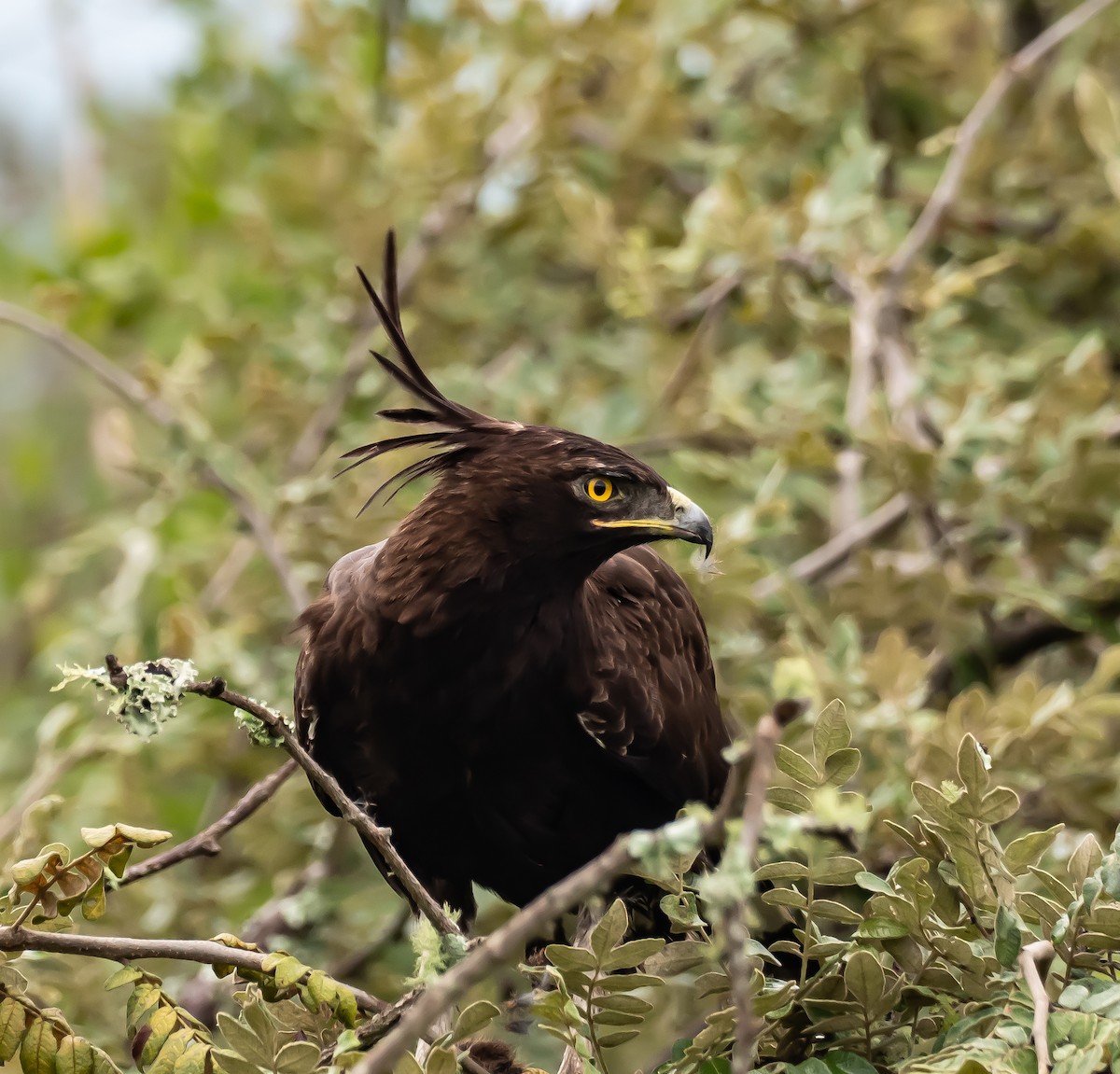 Long-crested Eagle - Luke Abbot