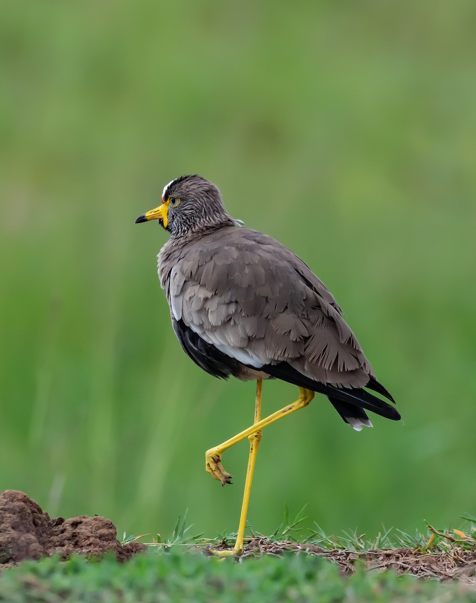 Wattled Lapwing - ML399014171