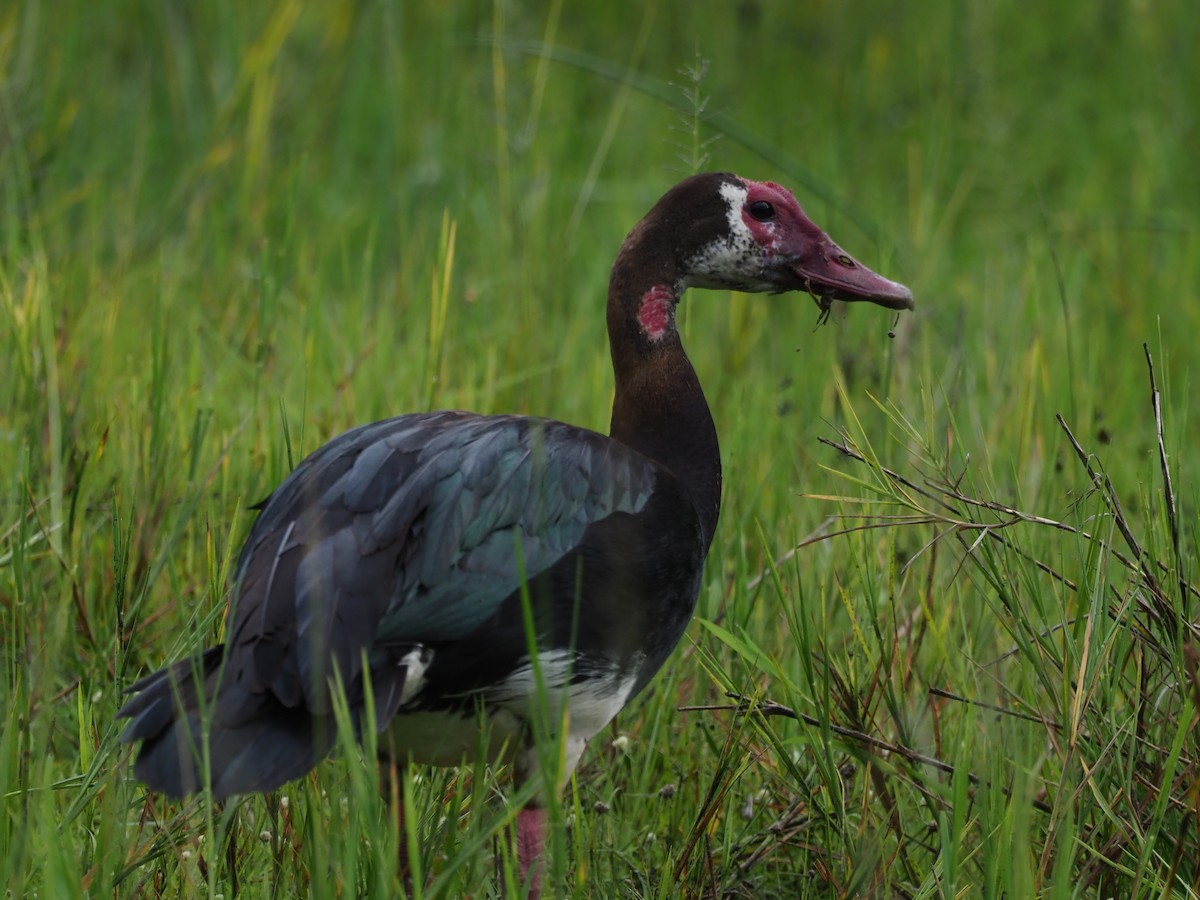 Spur-winged Goose - Luke Abbot