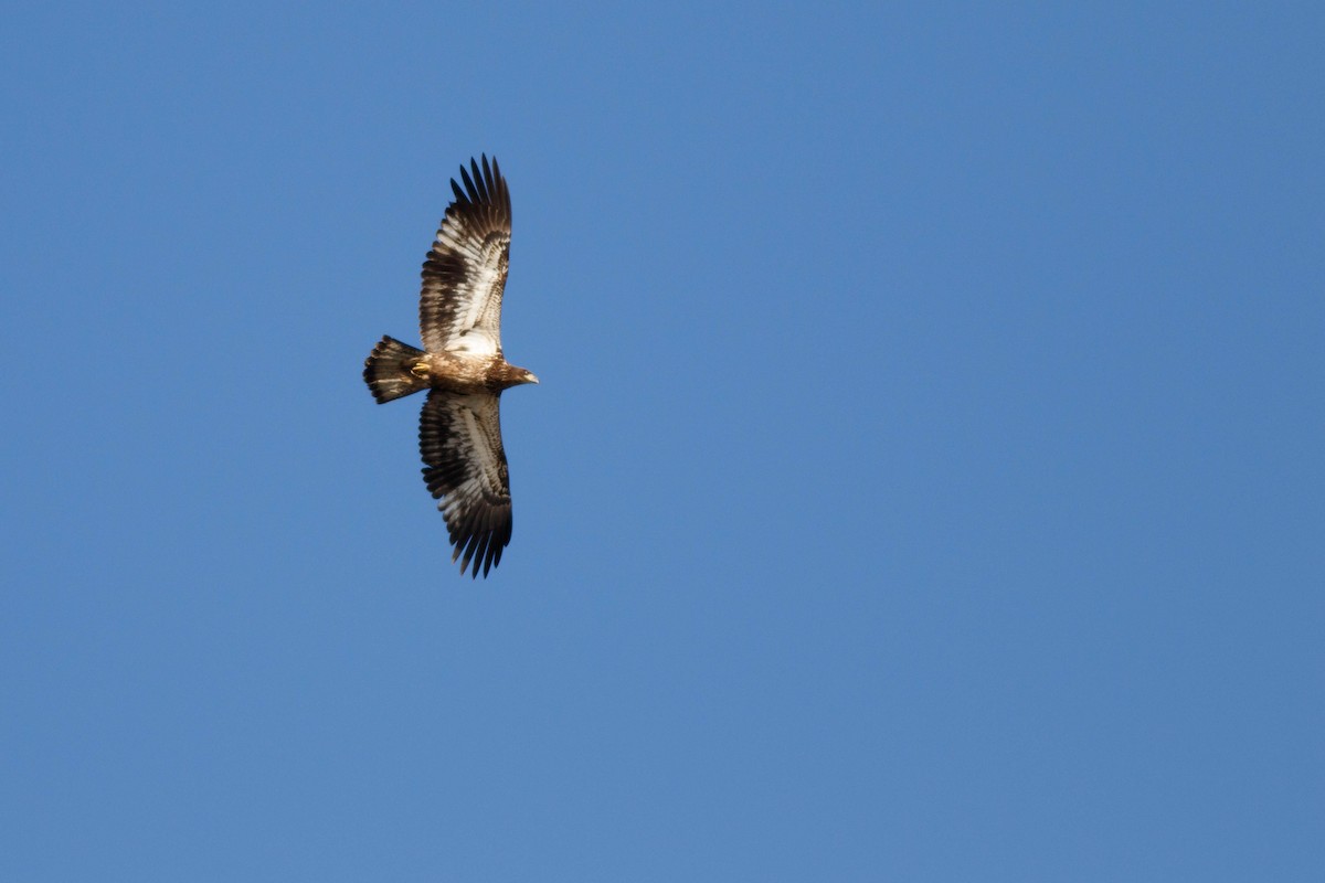 Bald Eagle - ML399015781