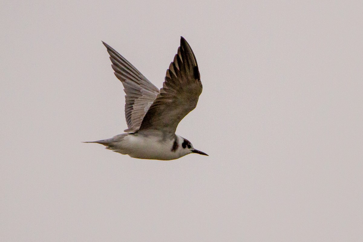 Black Tern (Eurasian) - ML399021011