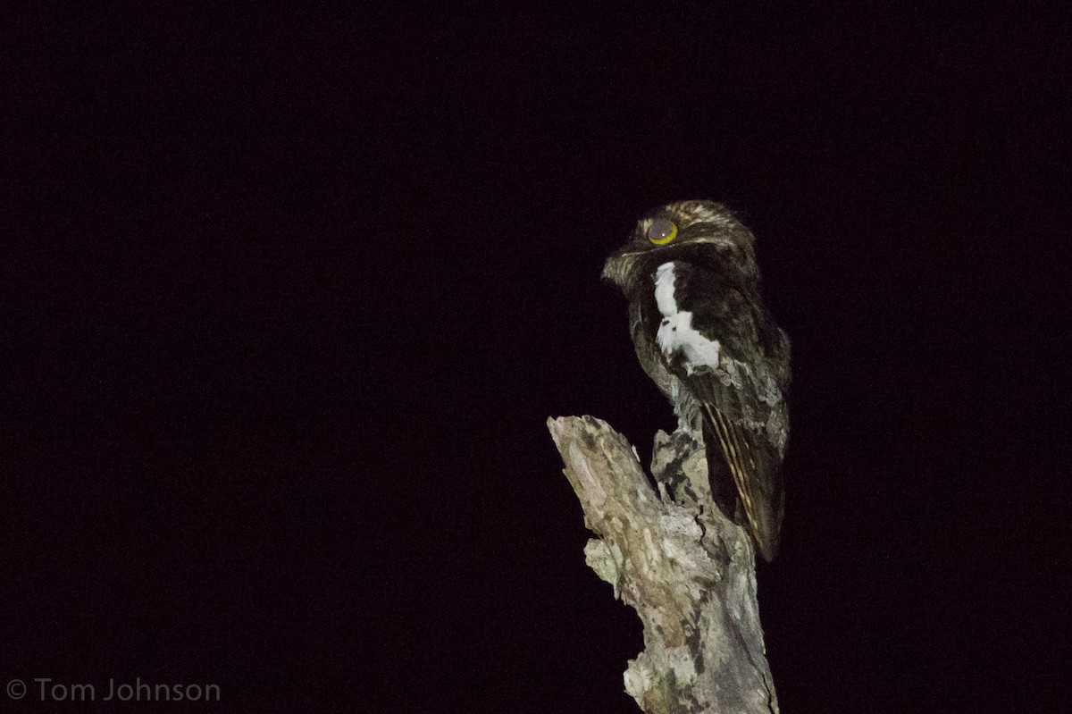 White-winged Potoo - Tom Johnson