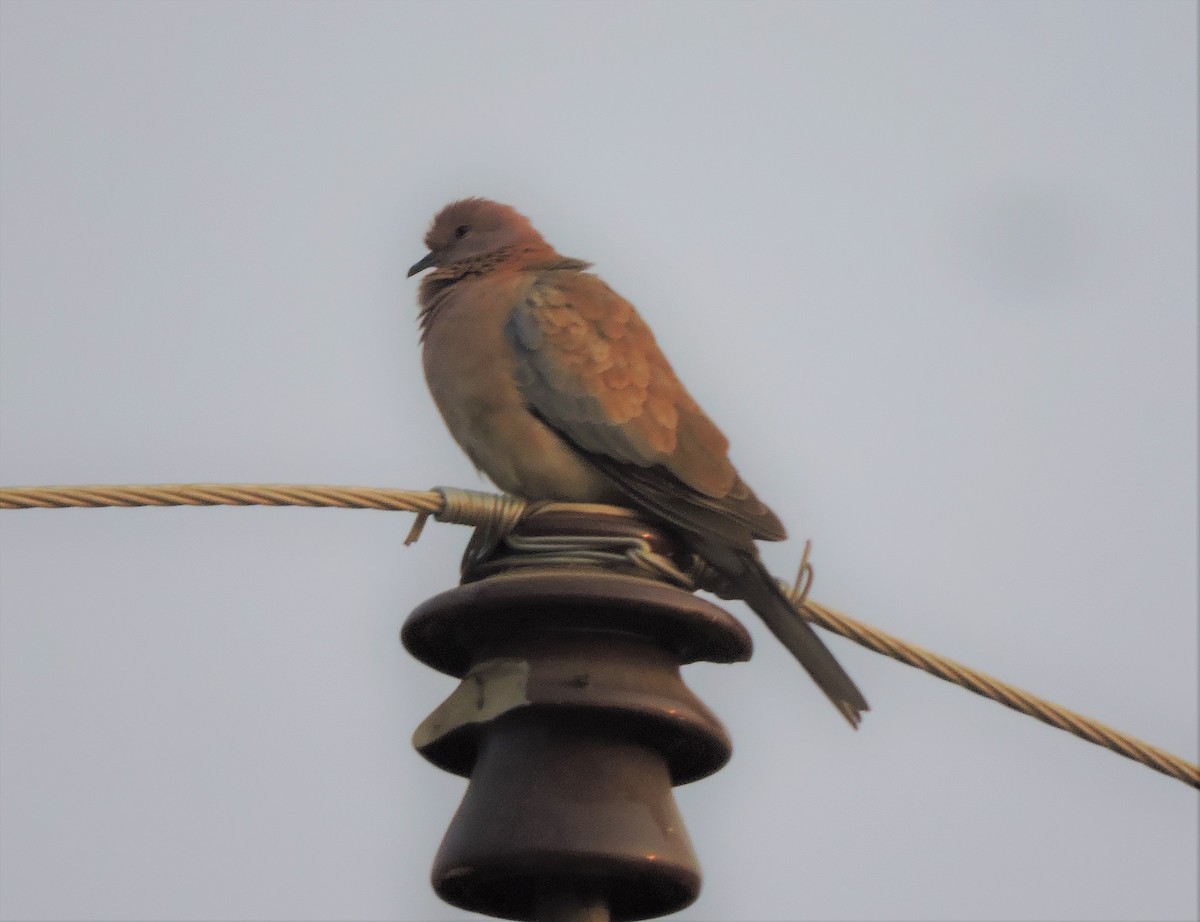 Laughing Dove - ML399022361