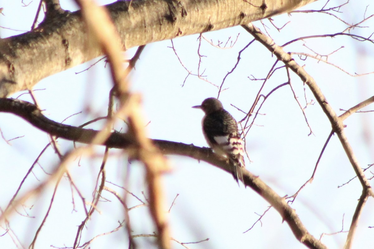 Red-headed Woodpecker - ML399024031