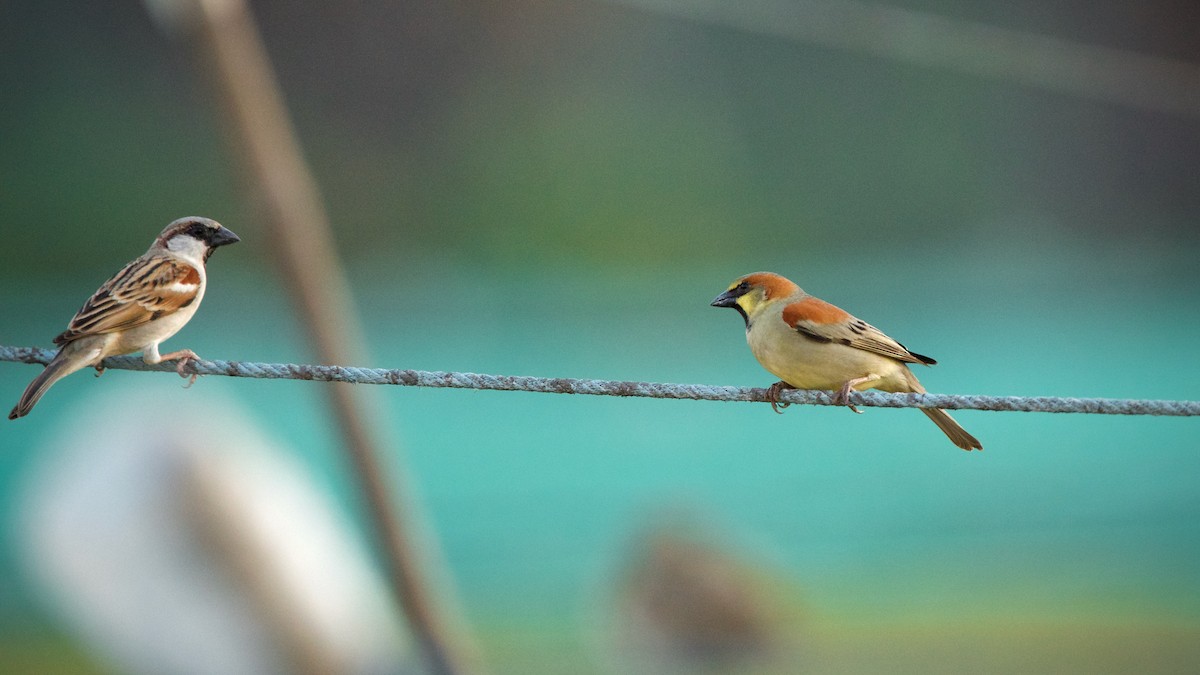 House Sparrow - Sam Hambly