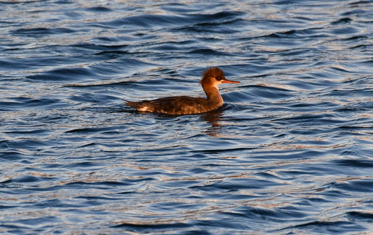 Red-breasted Merganser - ML399027771