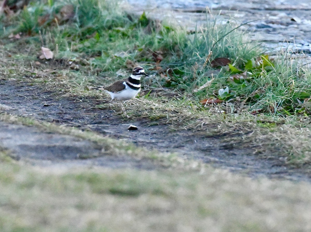 Killdeer - Leon Meintjes