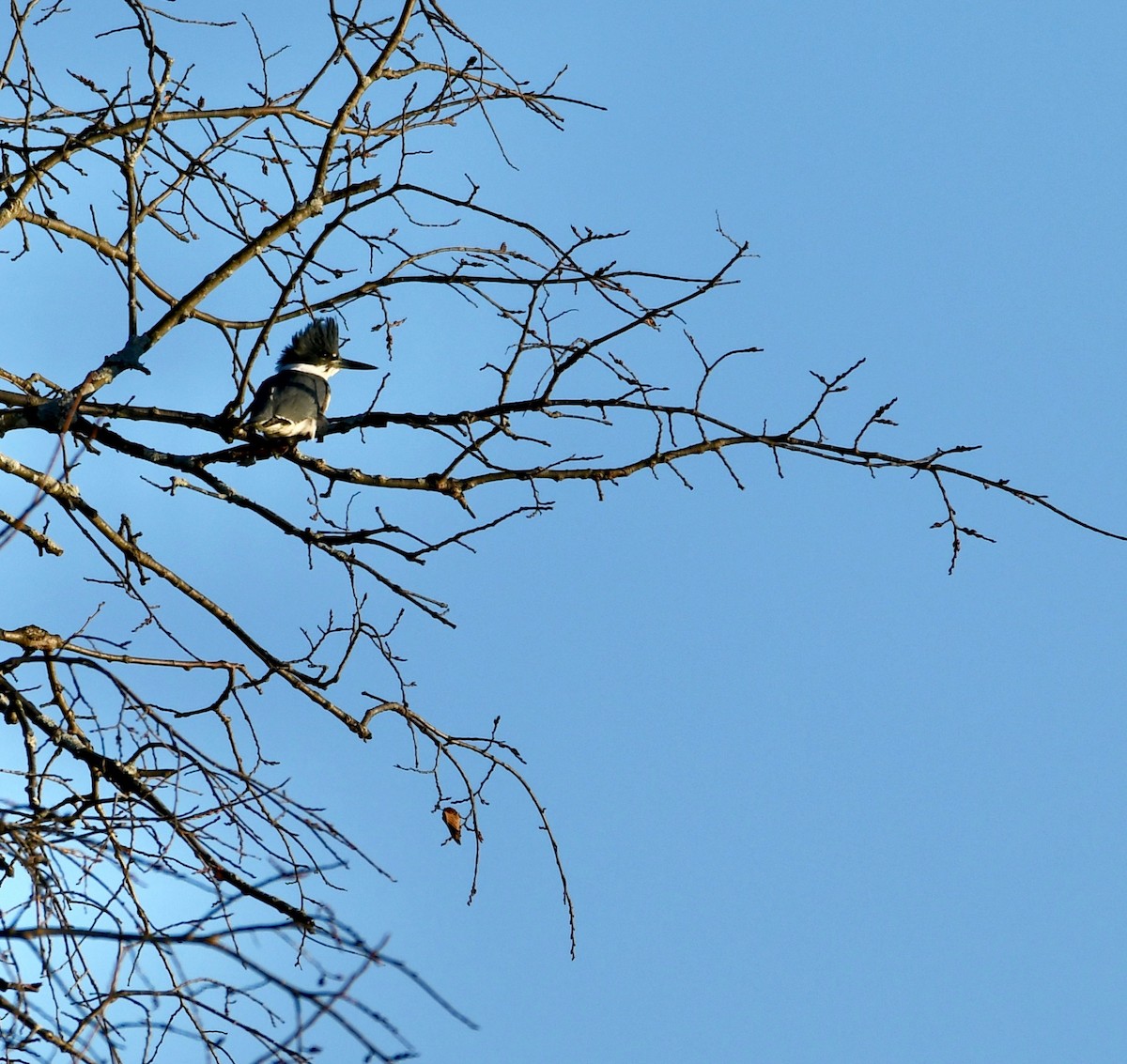 Belted Kingfisher - ML399027901