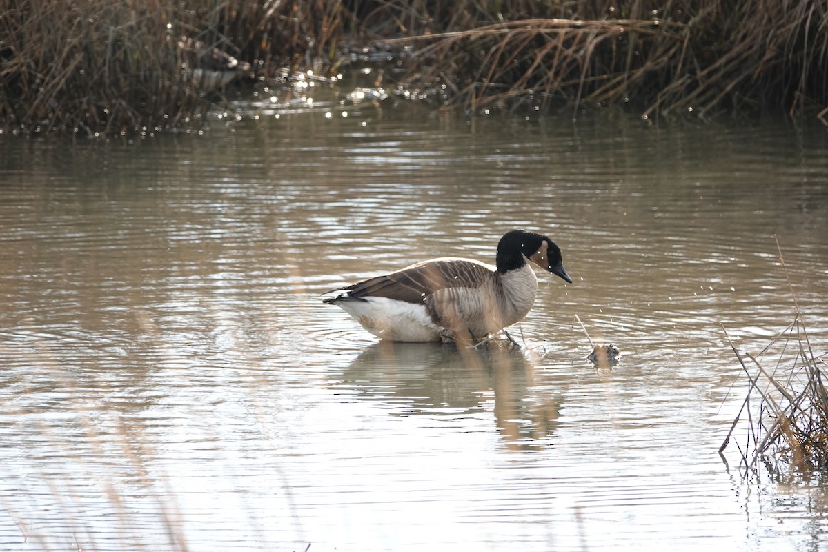 Canada Goose - Jim Priest