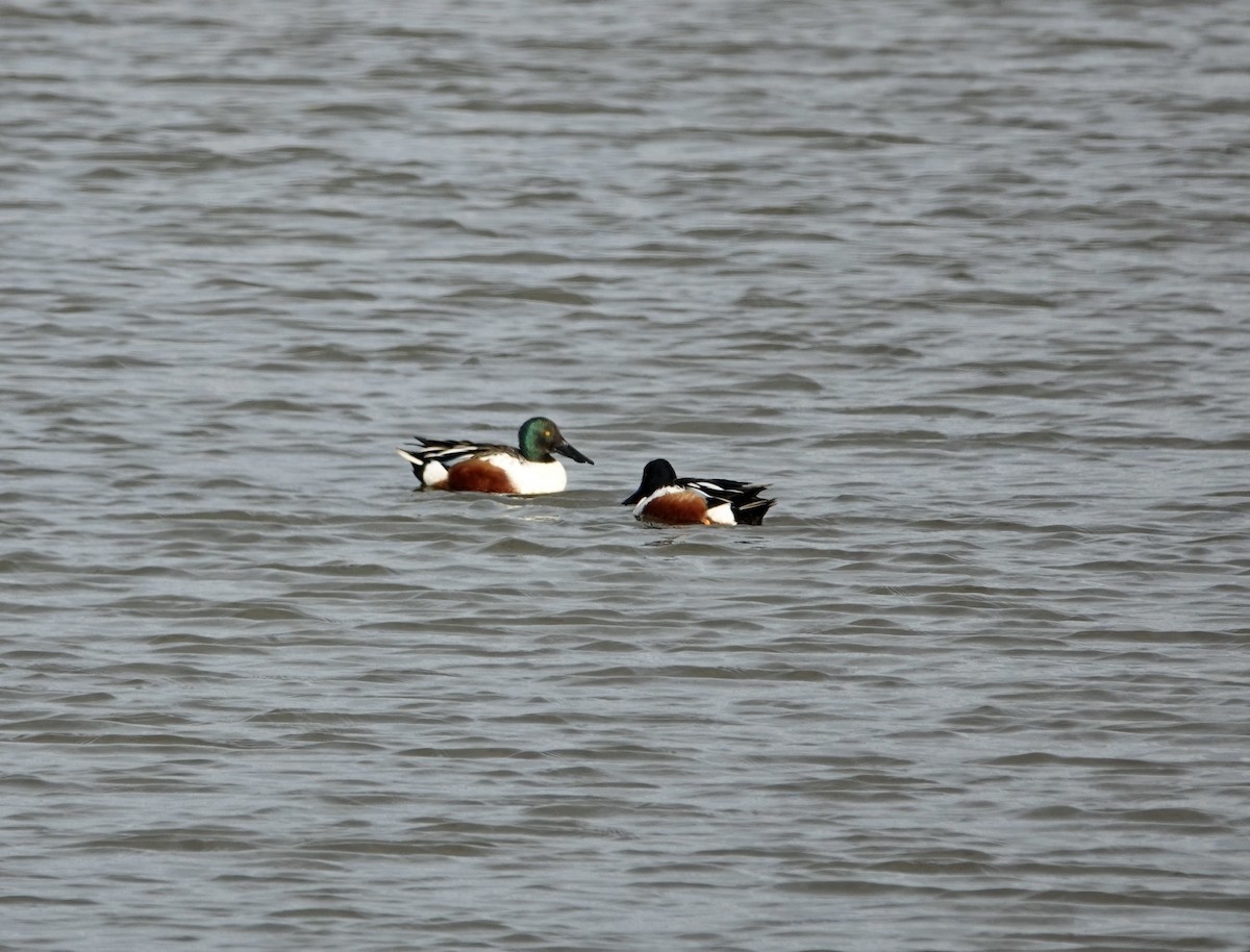 Northern Shoveler - Jim Priest