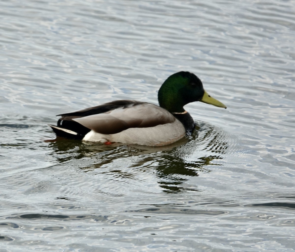 Canard colvert - ML399028191