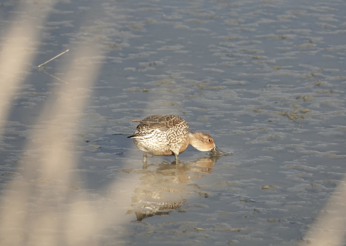 Northern Pintail - ML399028261