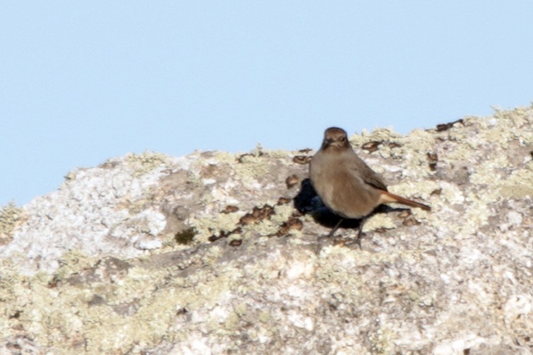 Black Redstart - Francisco Barroqueiro