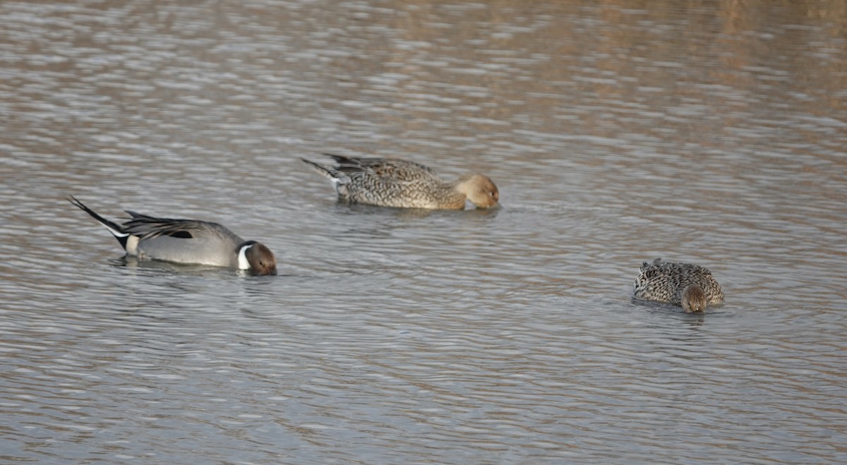 Northern Pintail - ML399028421