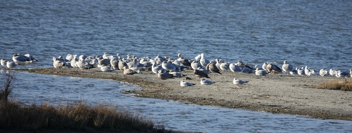 Herring Gull - ML399028931