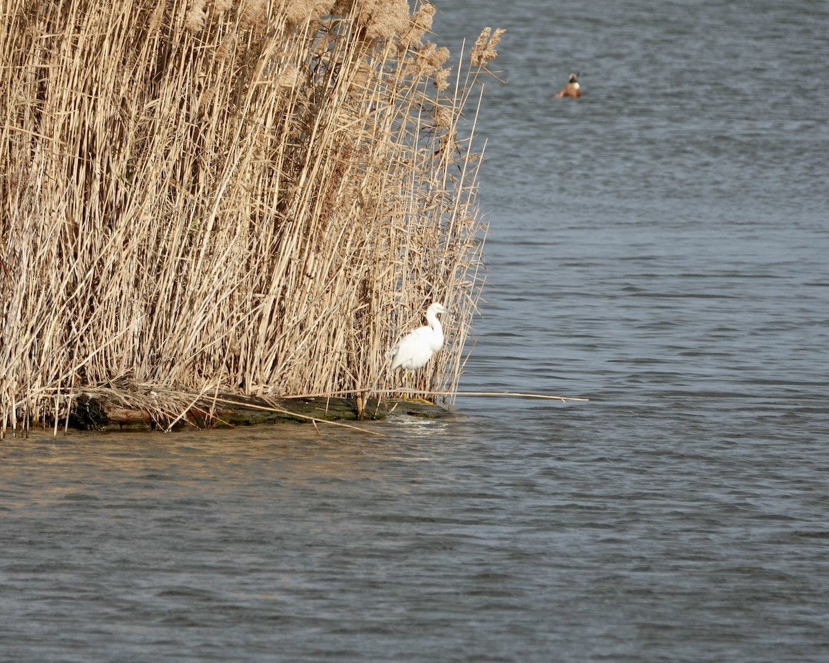 Snowy Egret - ML399029001