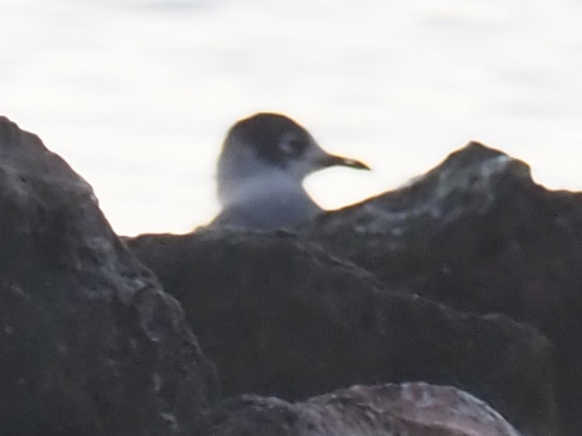 Franklin's Gull - Mary Goodart