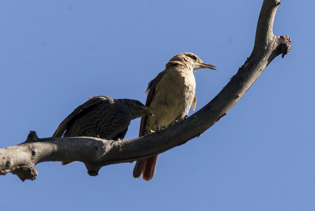 Rufous Hornero - ML399030301