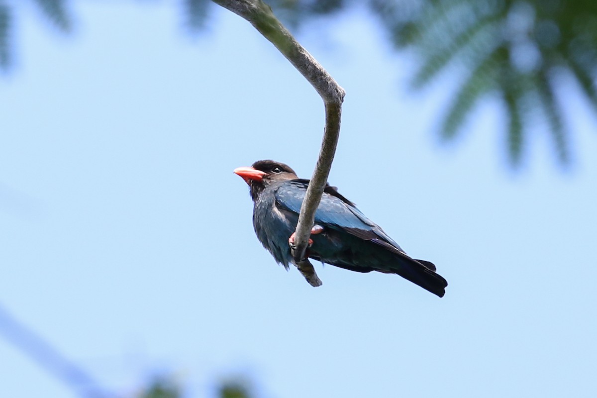 Dollarbird - ML399030921