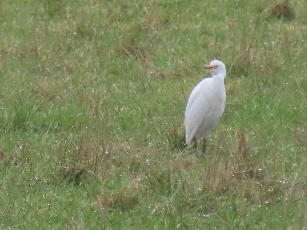 Western Cattle Egret - ML399031451