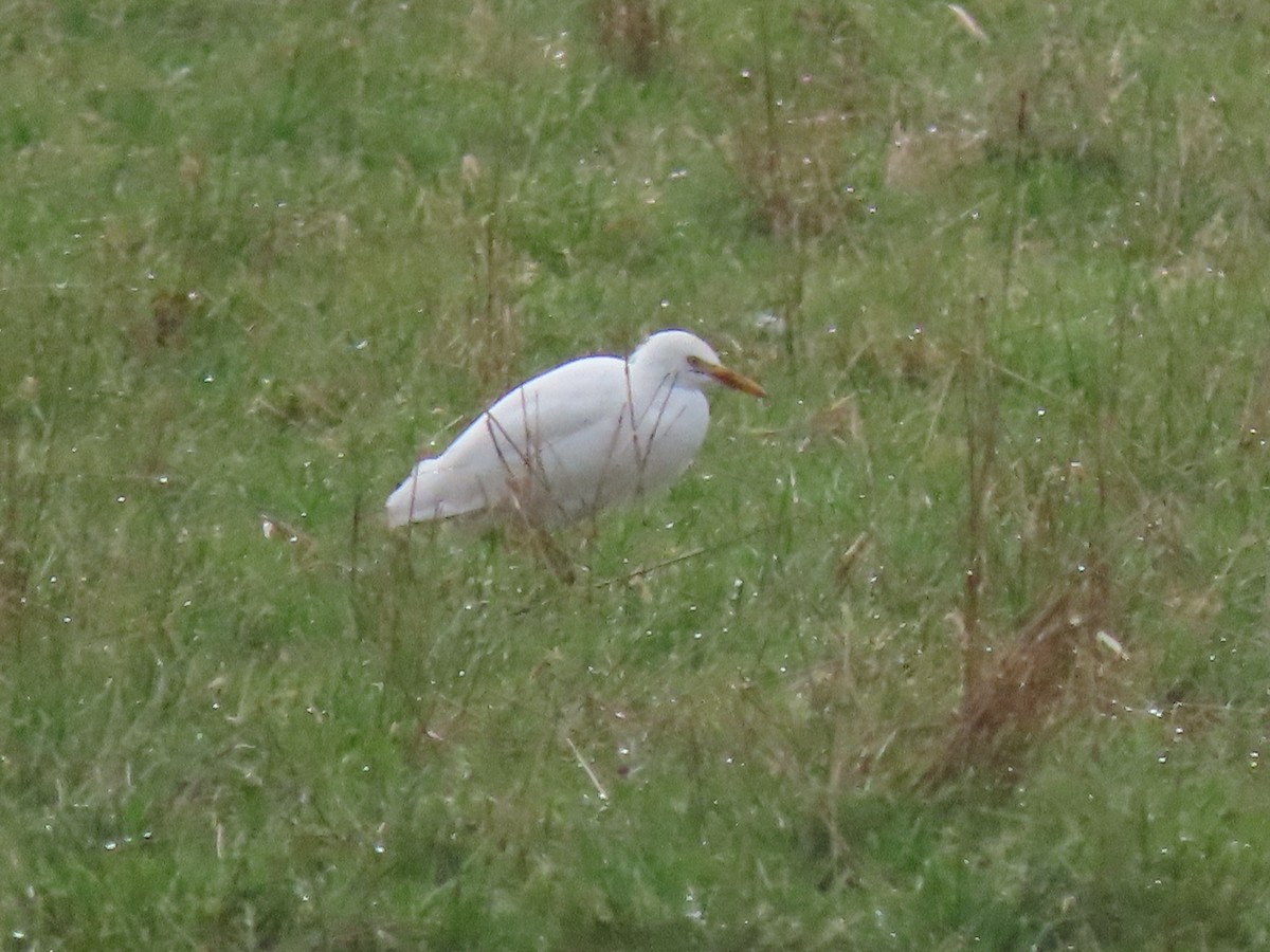 Western Cattle Egret - ML399031591