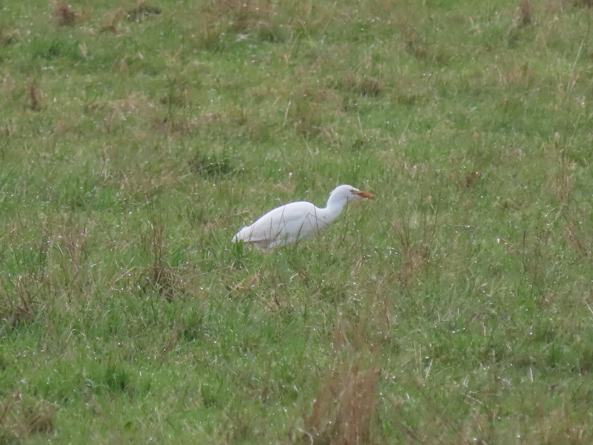 Western Cattle Egret - ML399031641