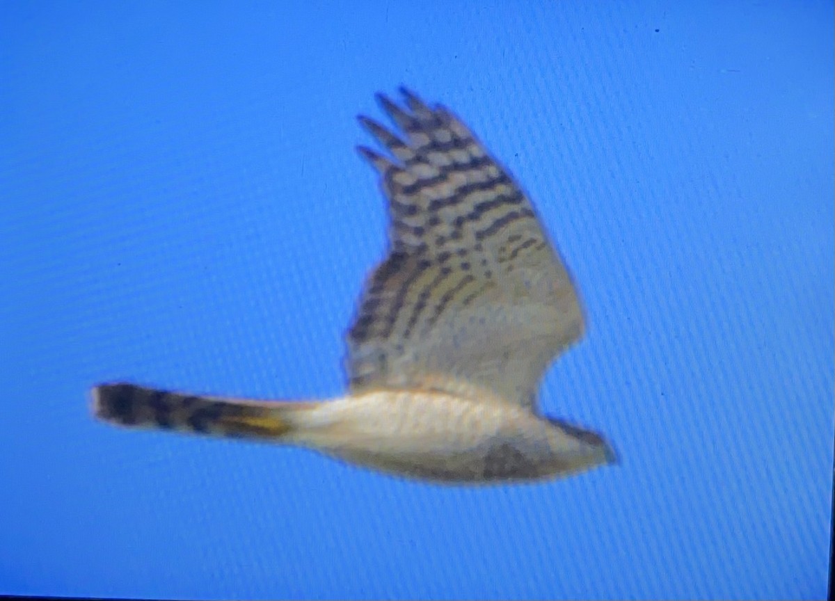 Eurasian Sparrowhawk - ML399031851