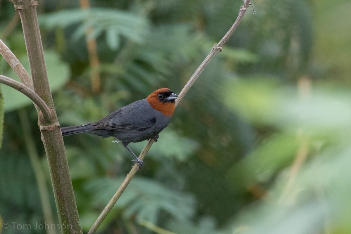 Chestnut-headed Tanager - Tom Johnson