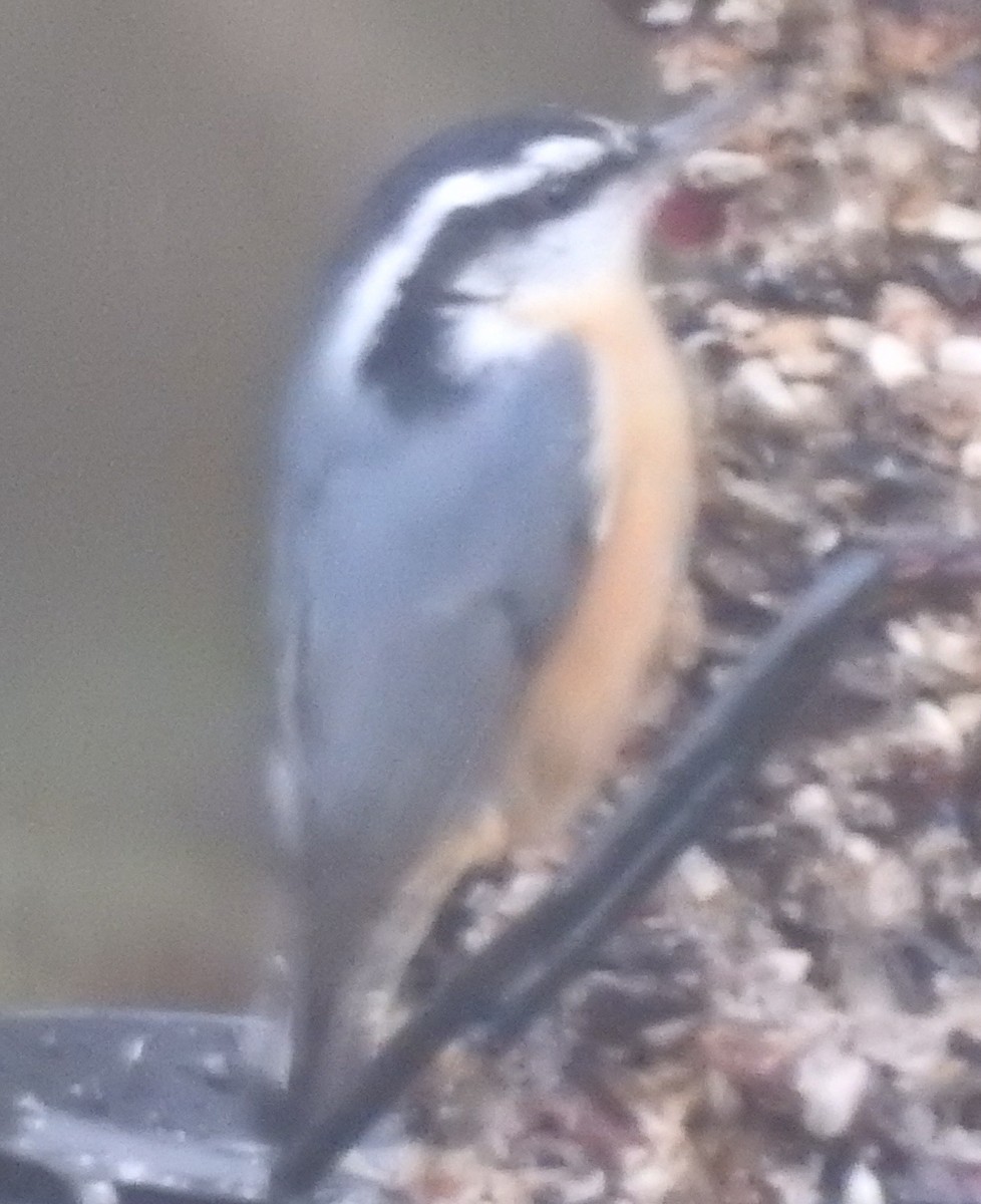 Red-breasted Nuthatch - ML399037081