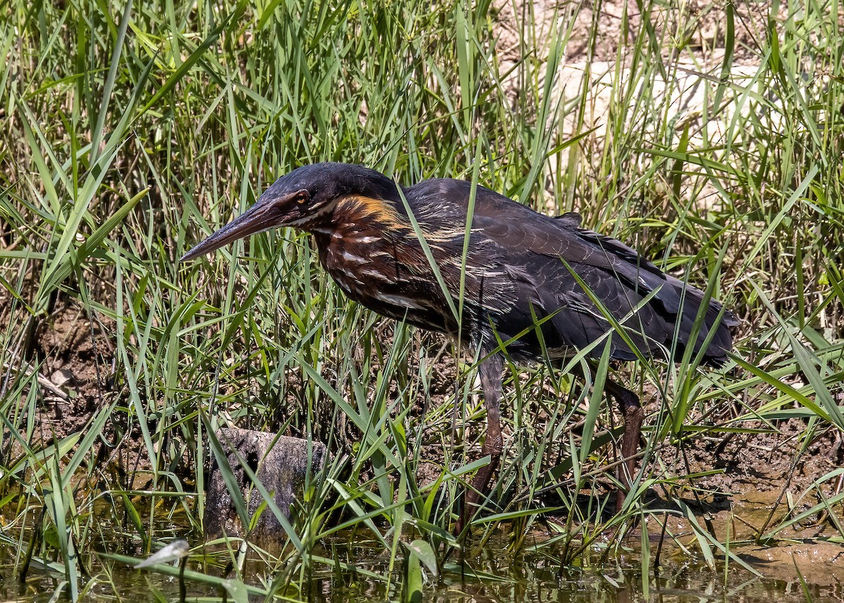 Black Bittern - ML399037881