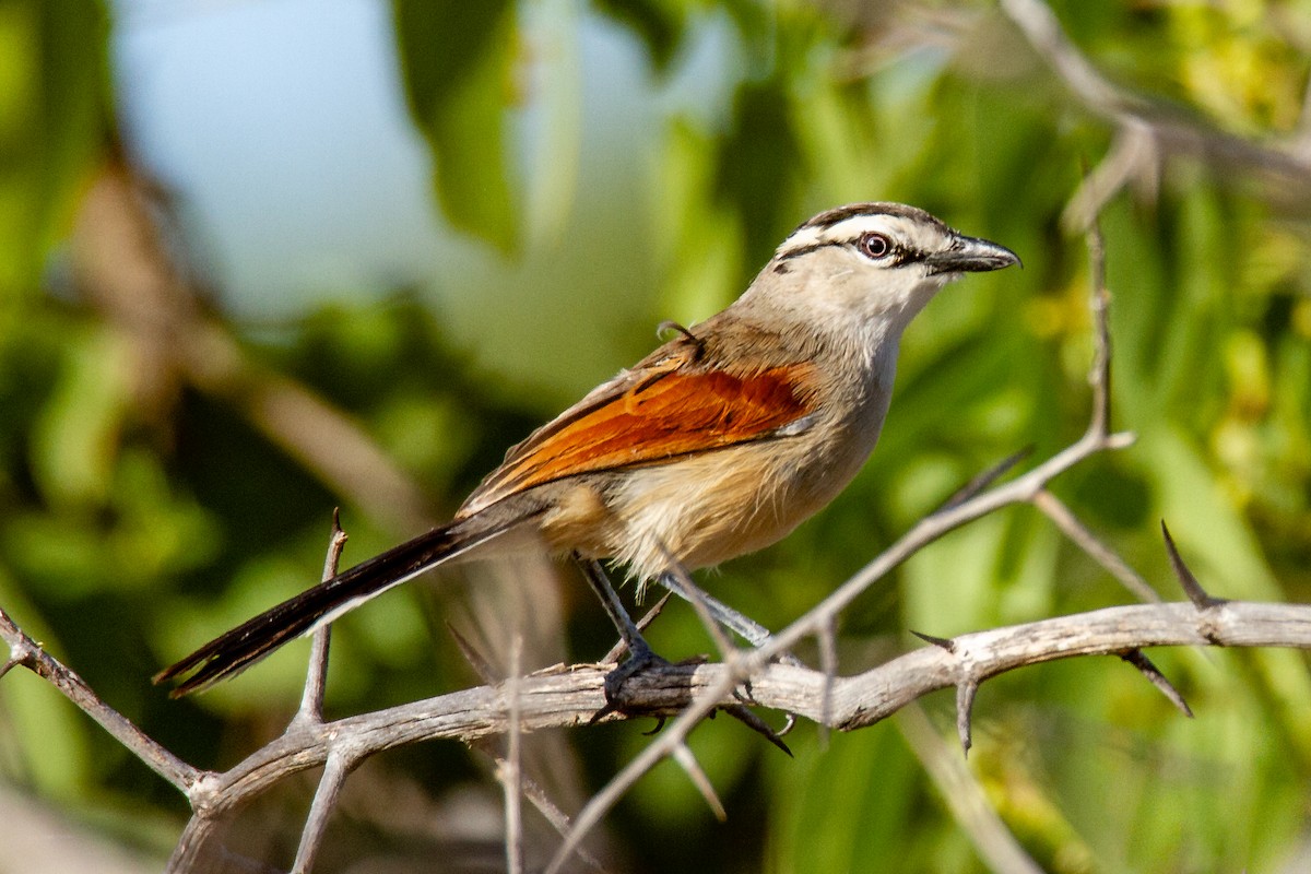 Brown-crowned Tchagra - ML399038631