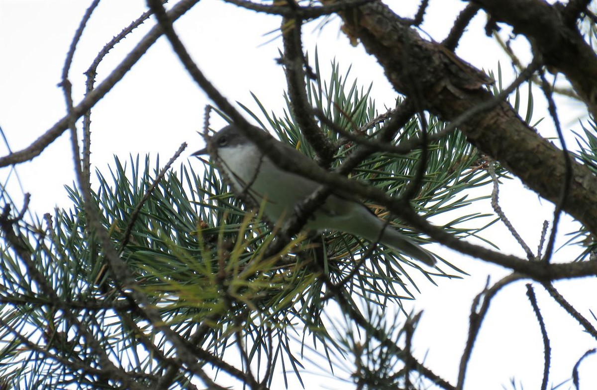 Lesser Whitethroat (Lesser) - ML39903911