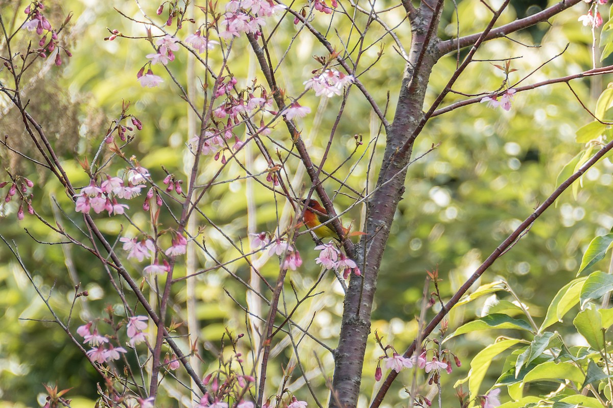 Mrs. Gould's Sunbird (Scarlet-breasted) - ML399039381