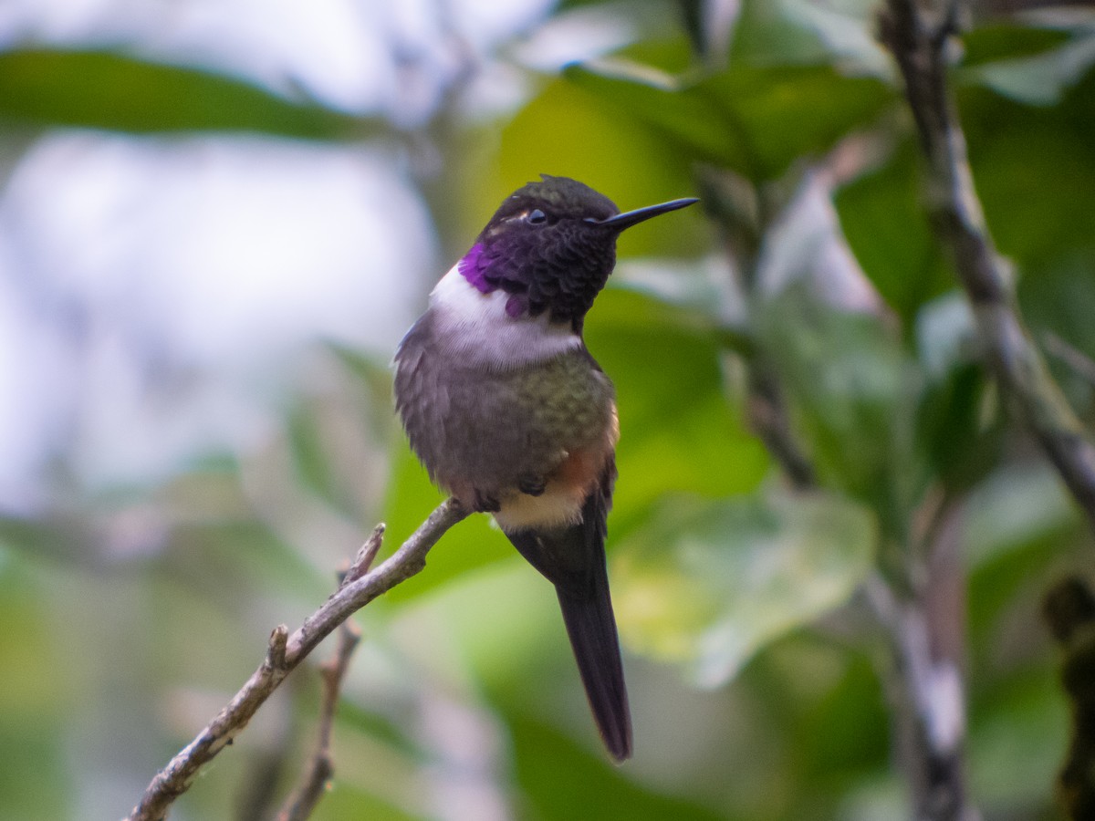 Purple-throated Woodstar - Martin  Flack