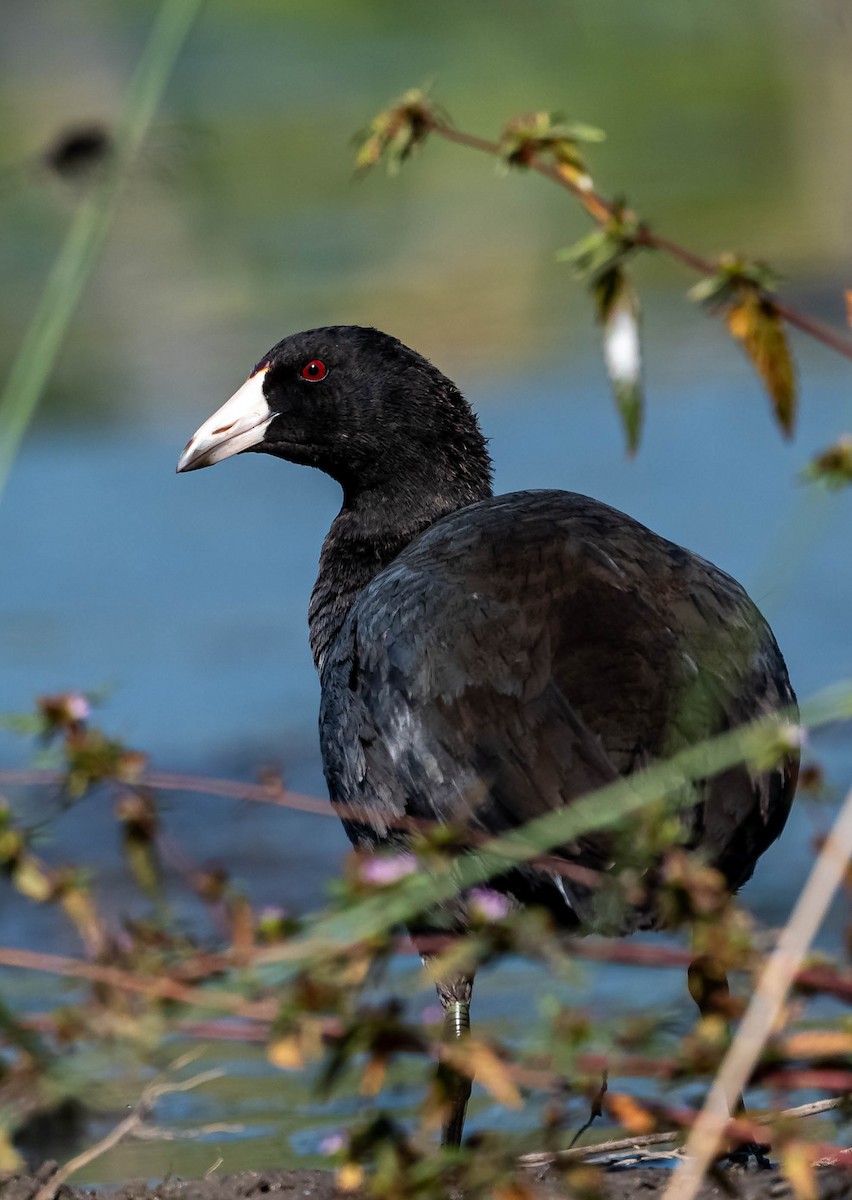 American Coot - Guy Tremblay