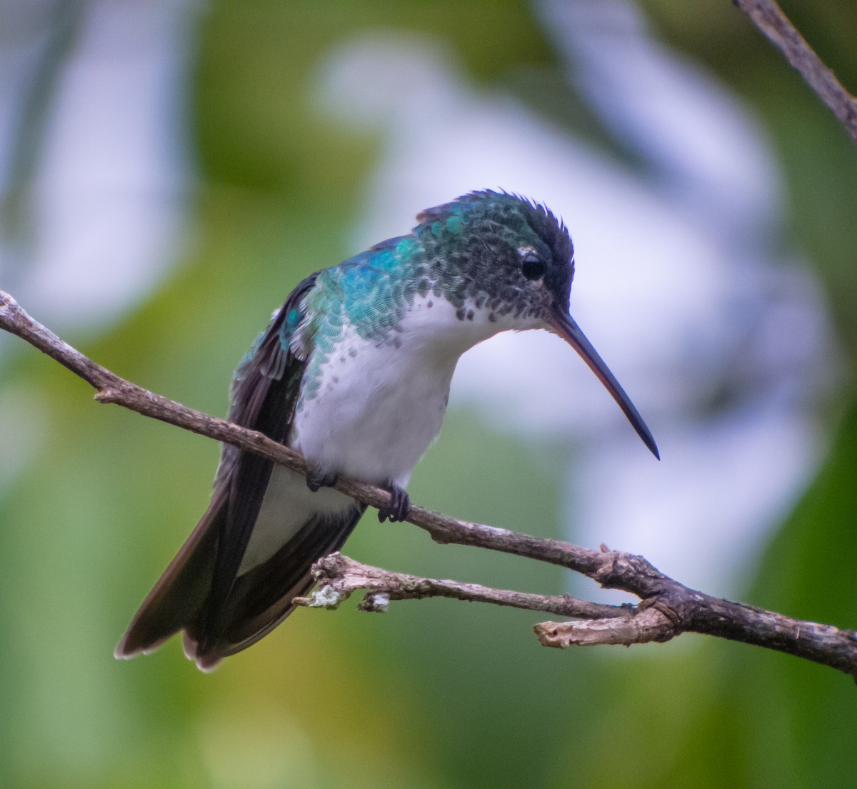 Andean Emerald - Martin  Flack