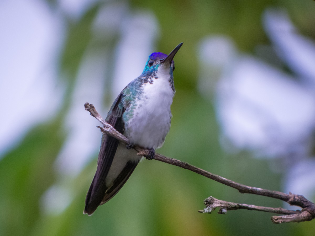 kolibřík andský - ML399039951