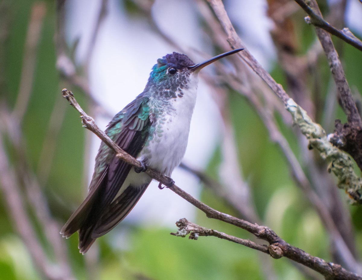 kolibřík andský - ML399039961