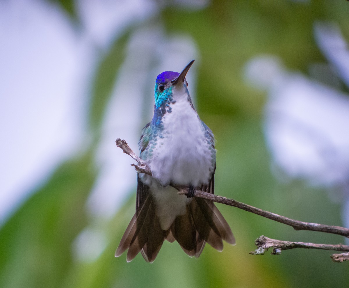 kolibřík andský - ML399039971