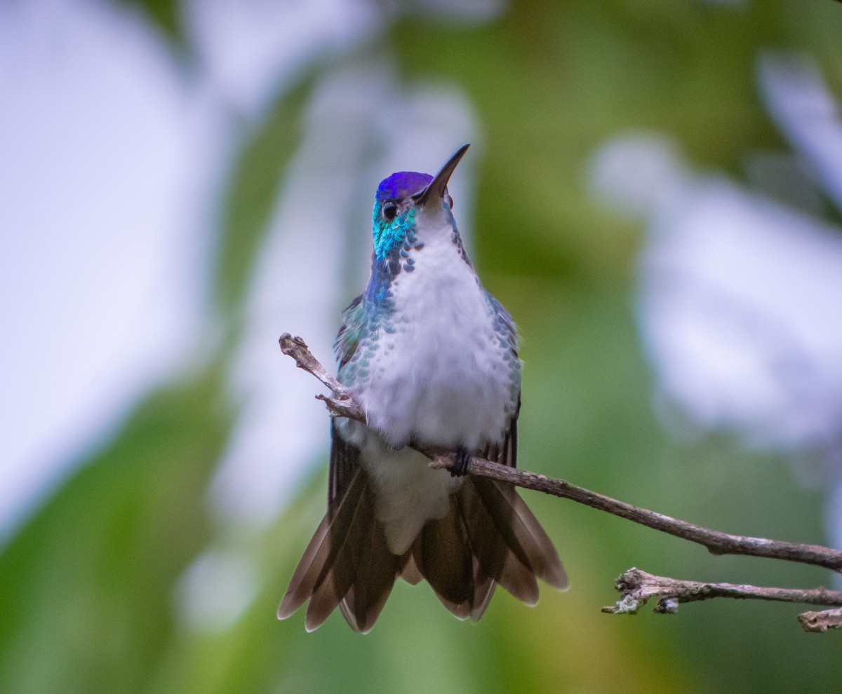 Andean Emerald - Martin  Flack