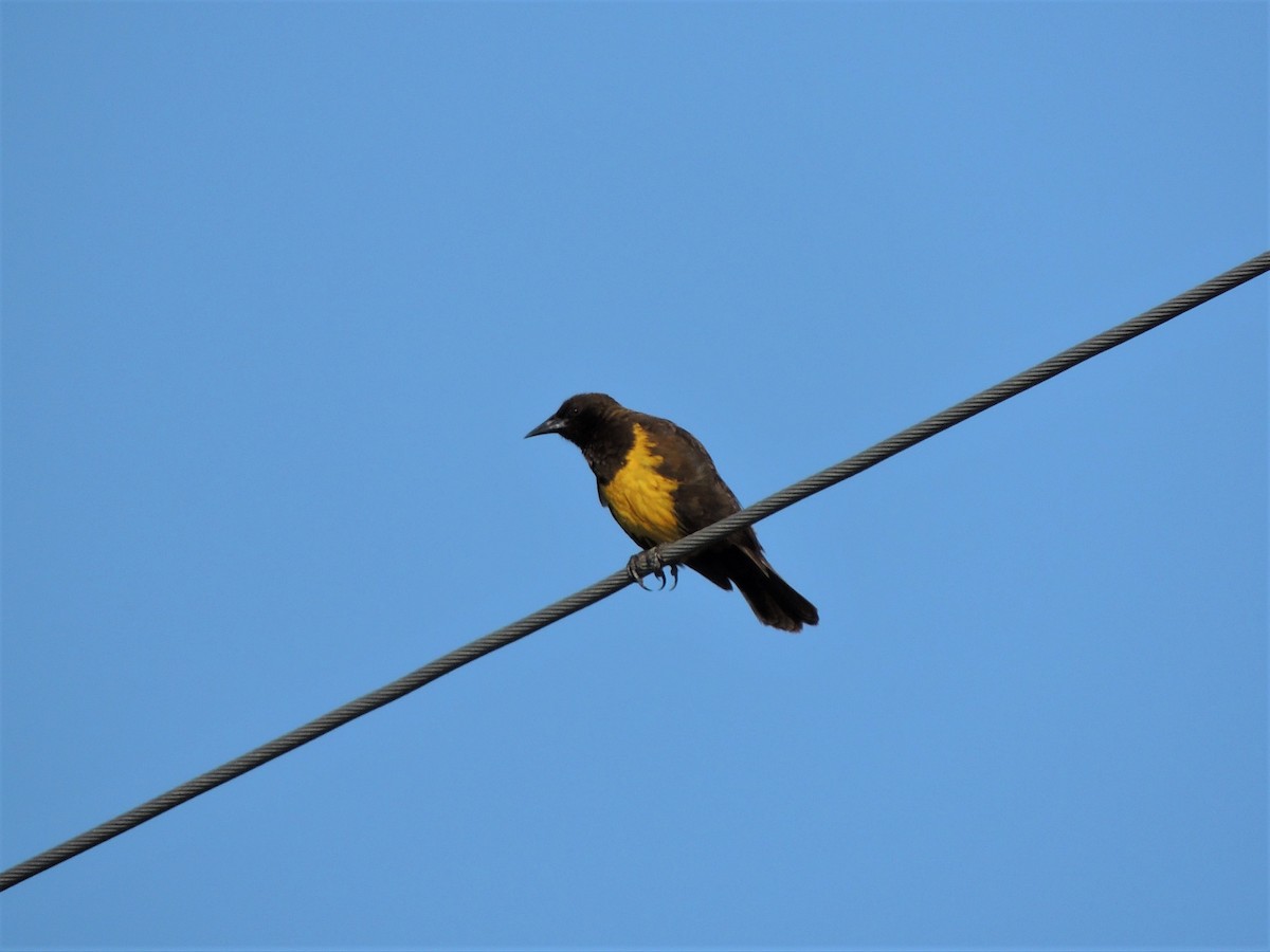 Brown-and-yellow Marshbird - Simón Pla García