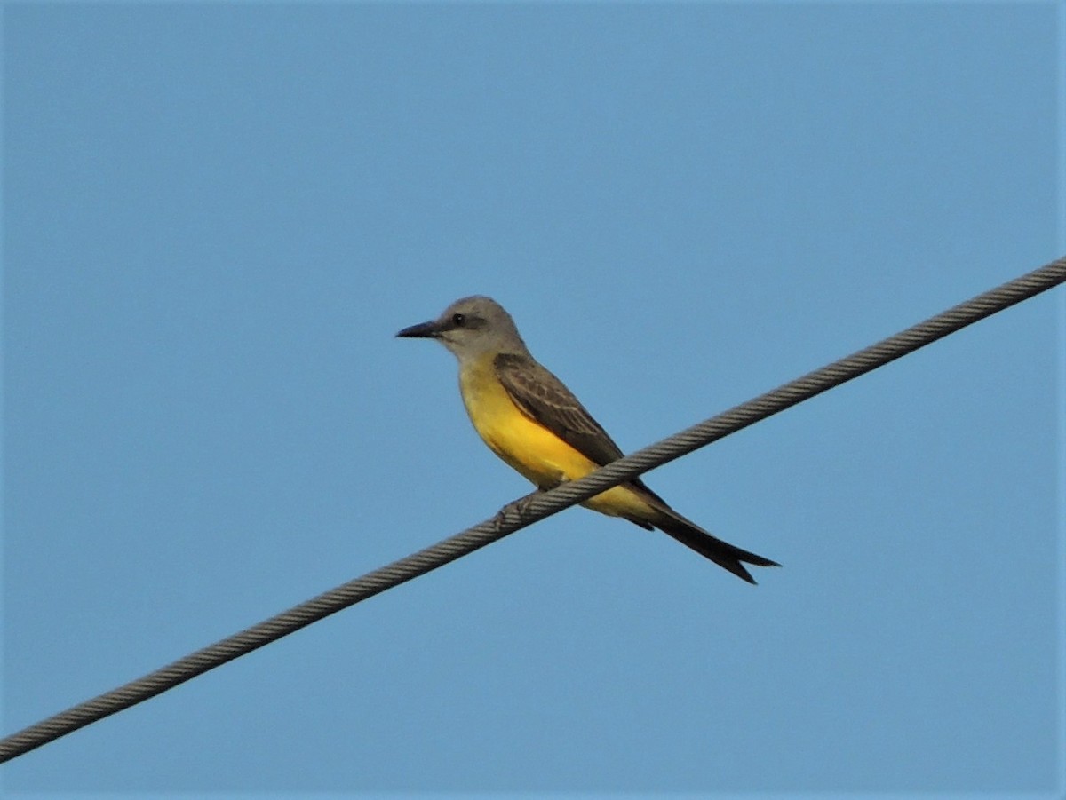 Tropical Kingbird - Simón Pla García