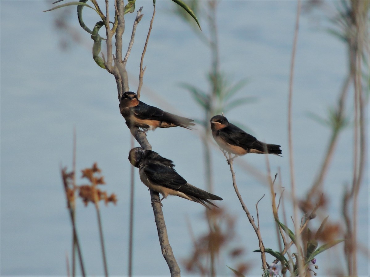 Golondrina Común - ML399040581