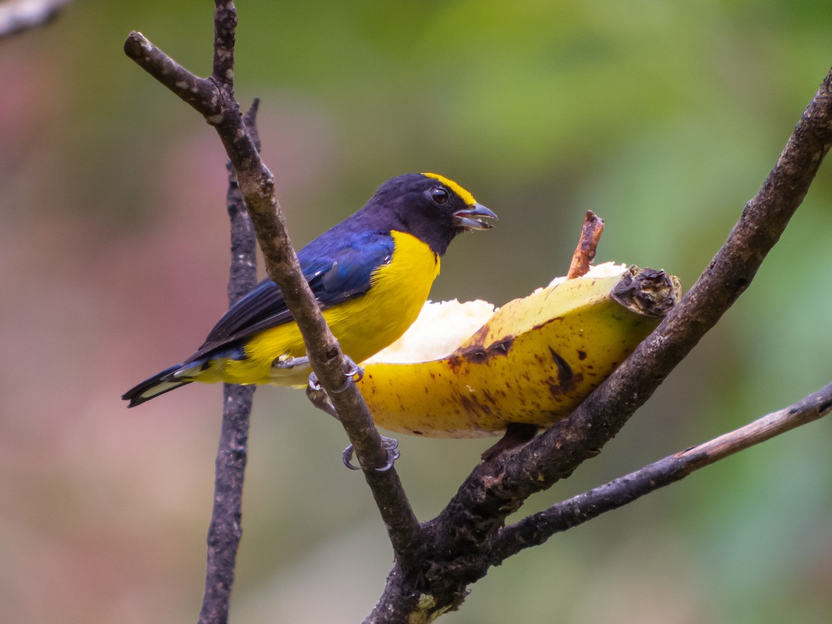 Orange-bellied Euphonia - Martin  Flack