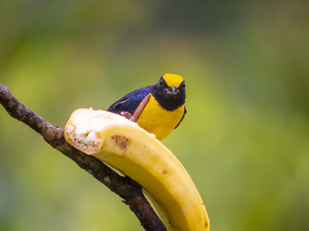 Orange-bellied Euphonia - ML399040791