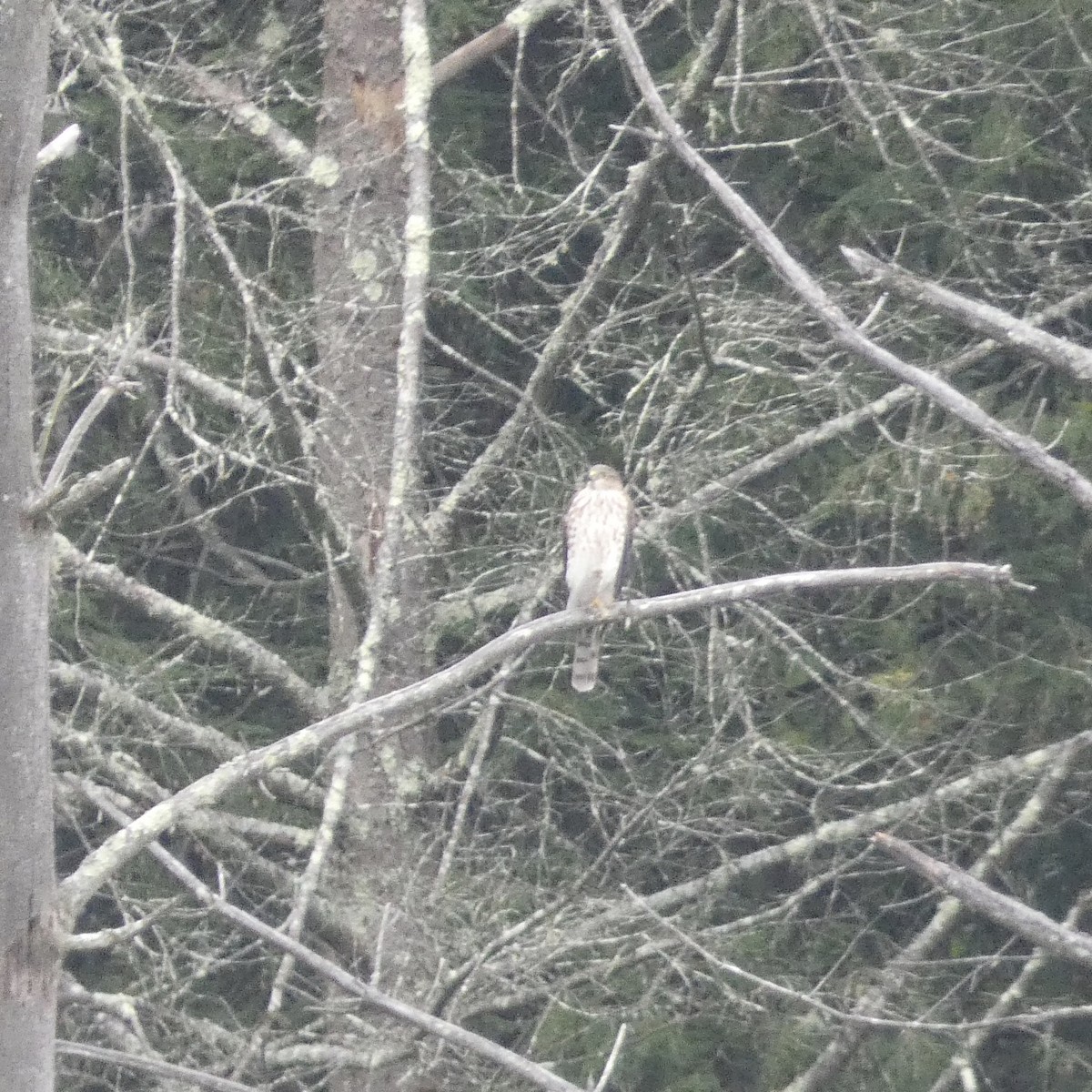 Sharp-shinned Hawk - ML399040971