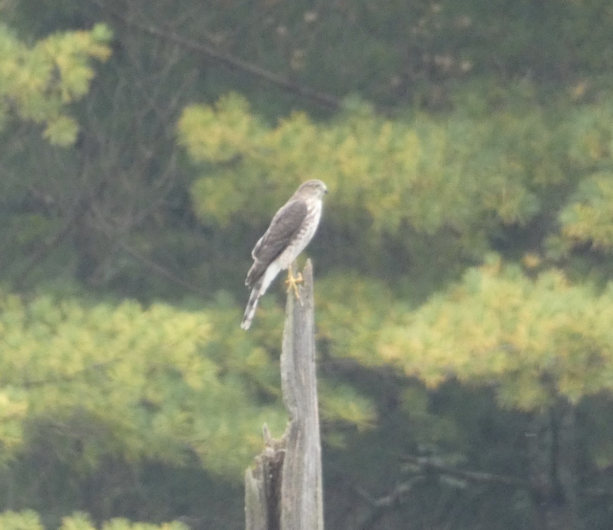 Sharp-shinned Hawk - ML399040981