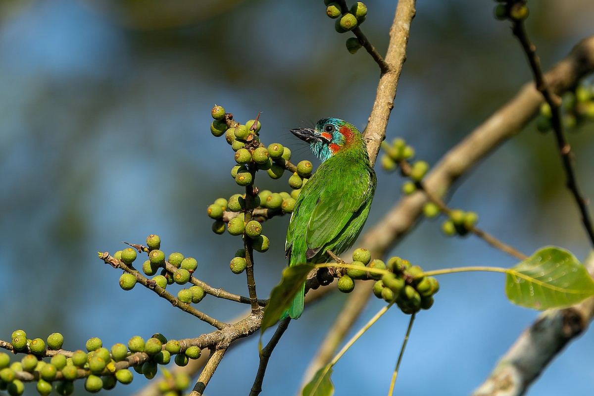 Blue-eared Barbet - ML399041841