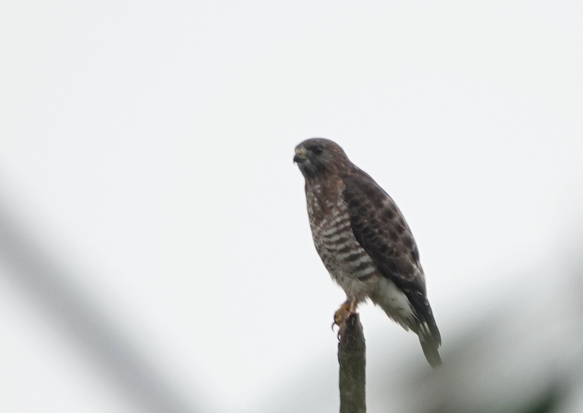 Broad-winged Hawk (Northern) - Peter Blancher
