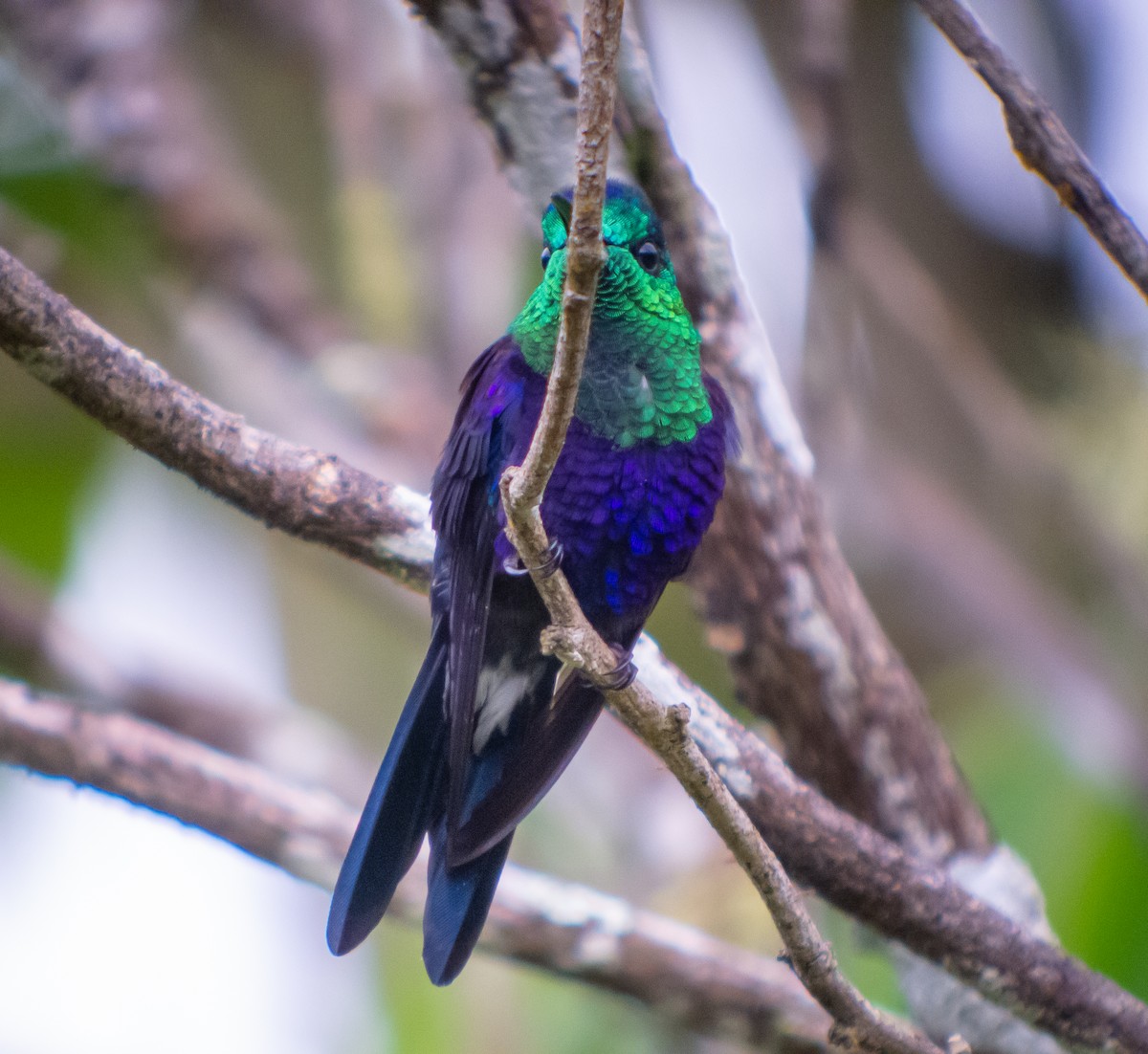 kolibřík vidloocasý [skupina fannyae] - ML399042181